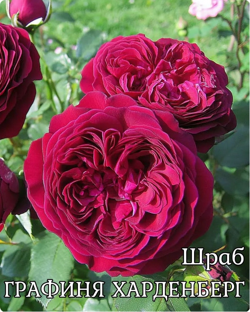 Роза Шраб Графиня Харденберг