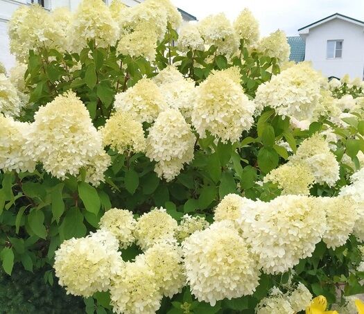 Гортензия метельчатая Геркулес