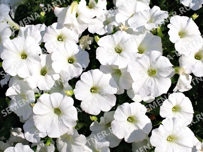 Петуния АЙС КВИН