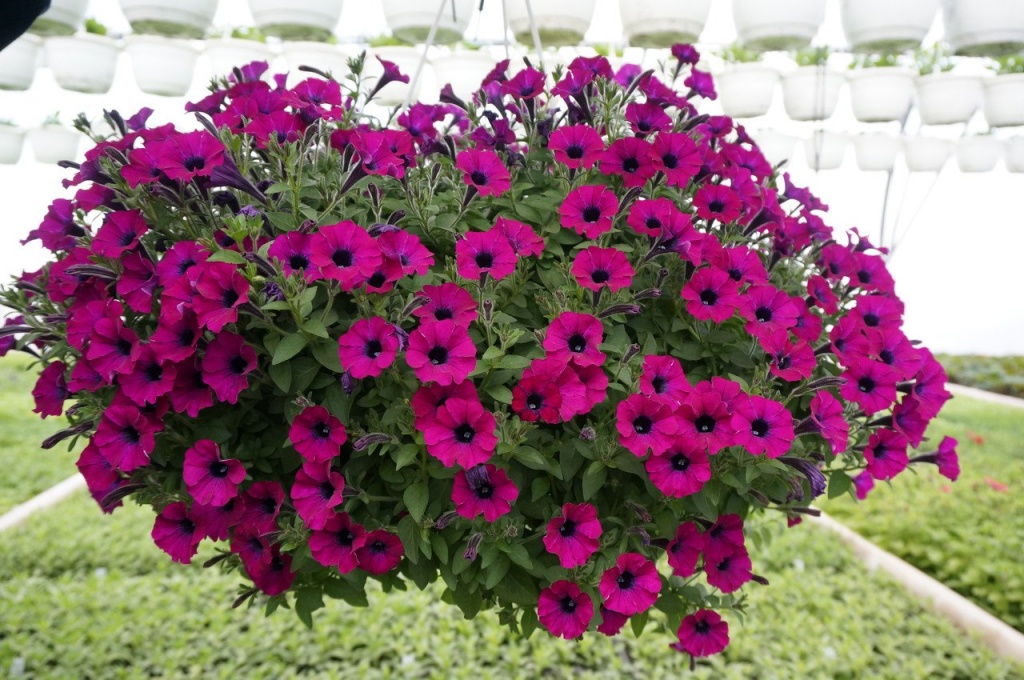 Литлетуния "Shiraz"