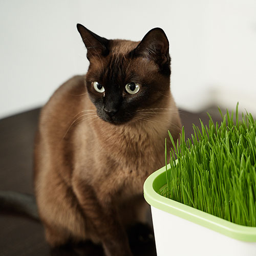 Проращиватель Здоровья клад