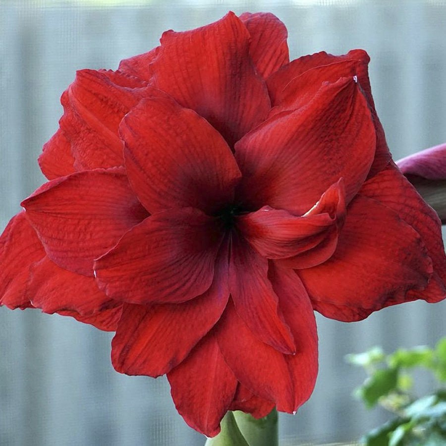 Амариллис Амарантия