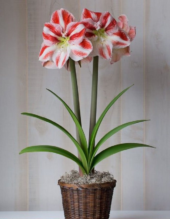 Амариллис Клоун