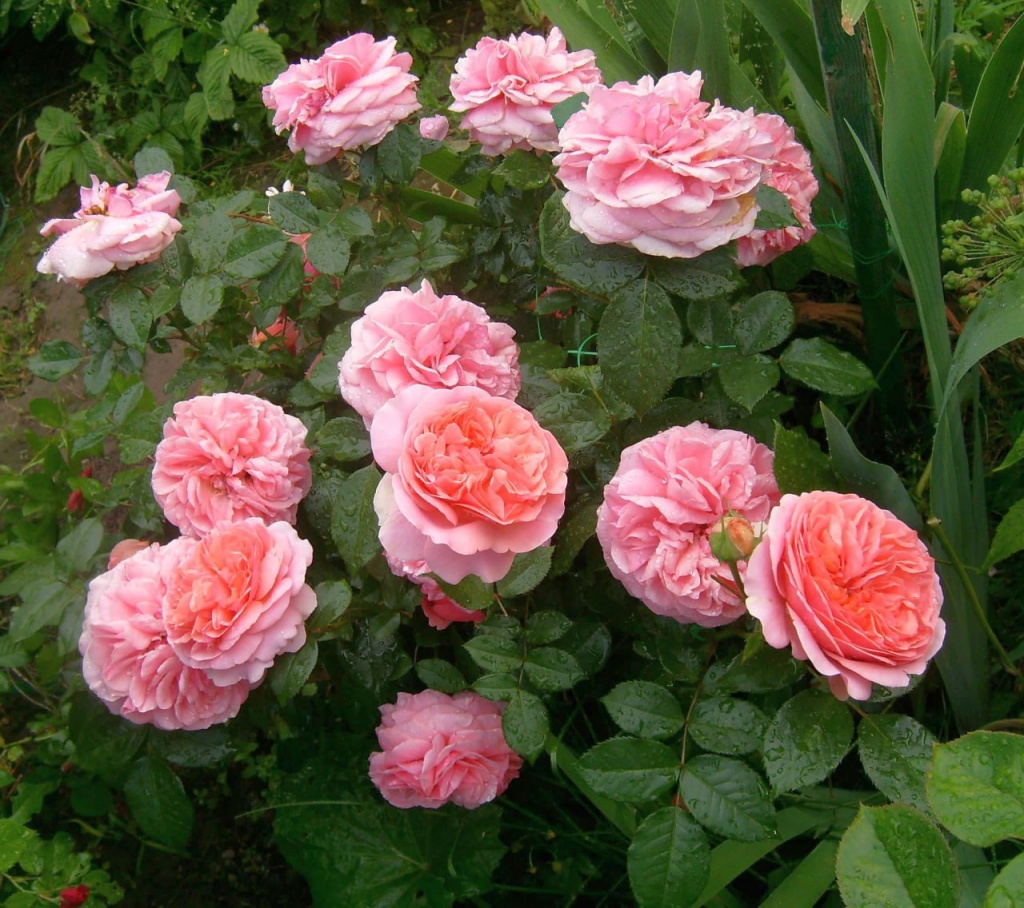 Роза чайно-гибридная Чиппендейл