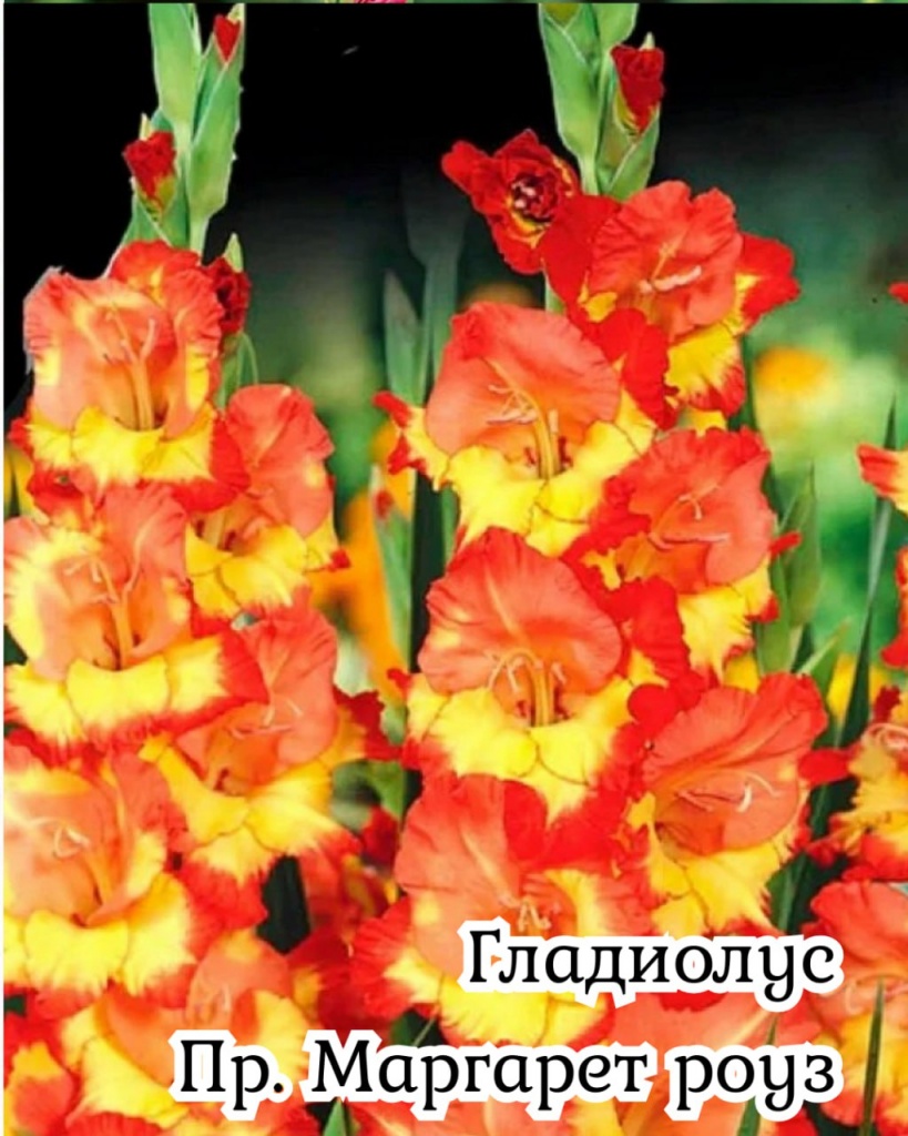 Гладиолус пр. Маргарет Роуз
