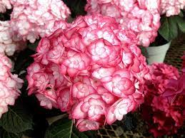 Гортензия крупнолистная Мисс Саори