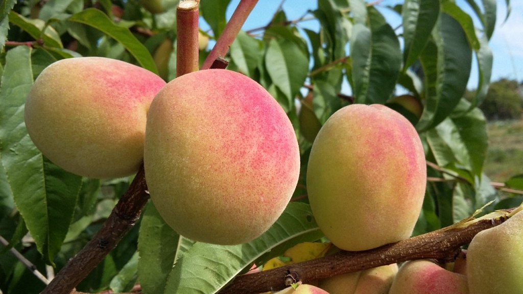 Саженцы персика «Елгавский»