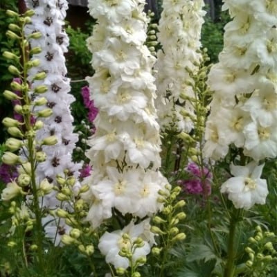 Дельфиниум Санглим