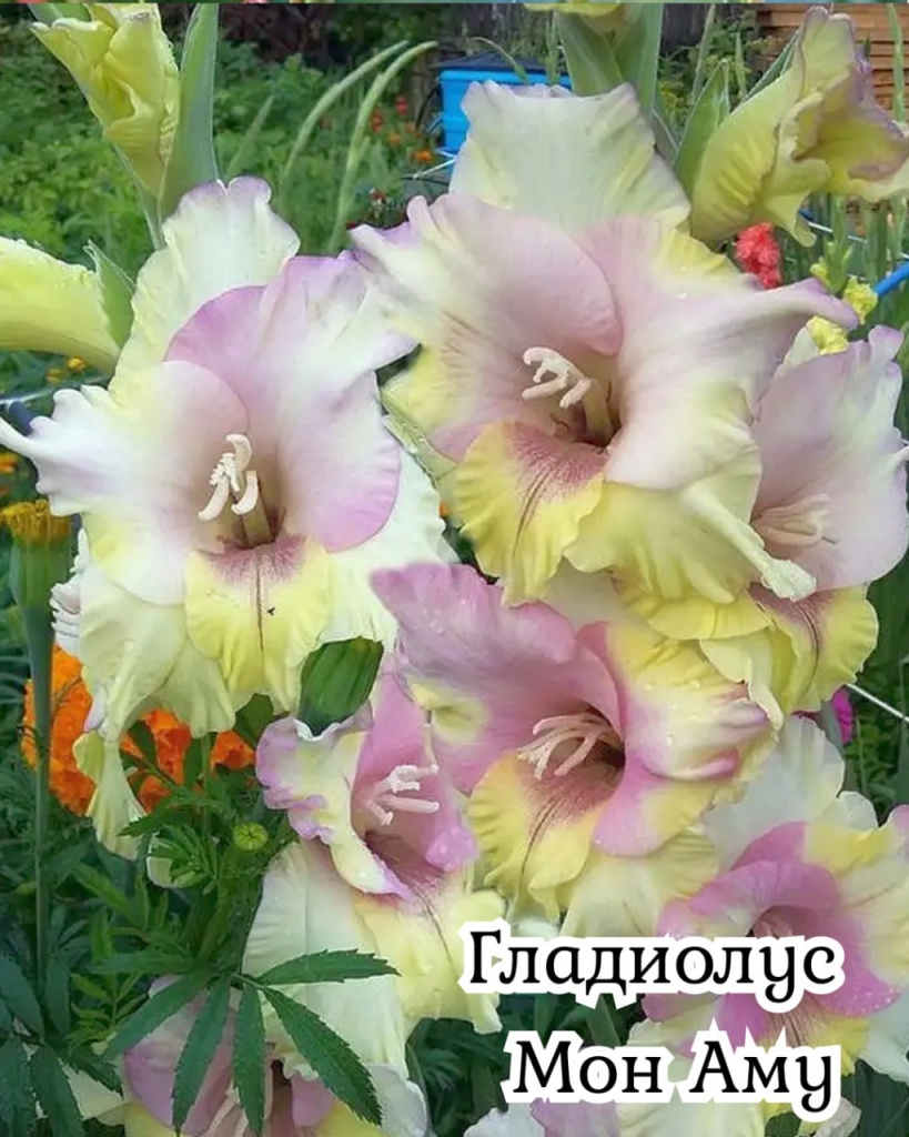 Гладиолус Мон Амур