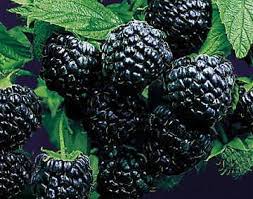 Малина Блэк Джевел