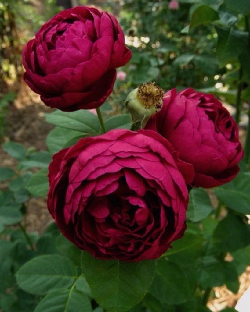 Роза чайно-гибридная Аскот