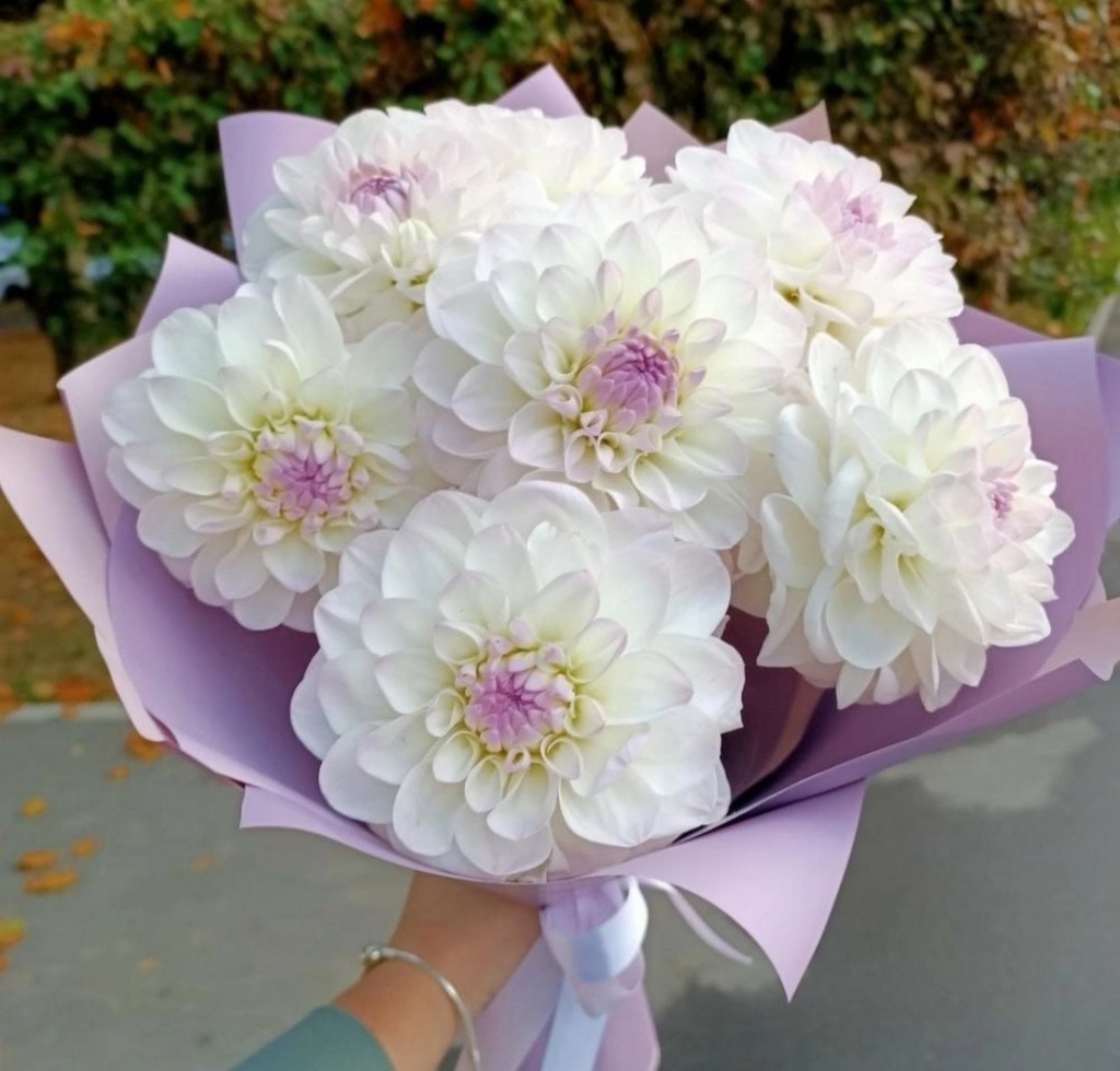 Георгина Эвелин