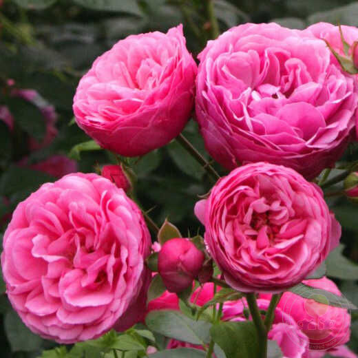 Роза флорибунда Помпонелла (Pomponella)