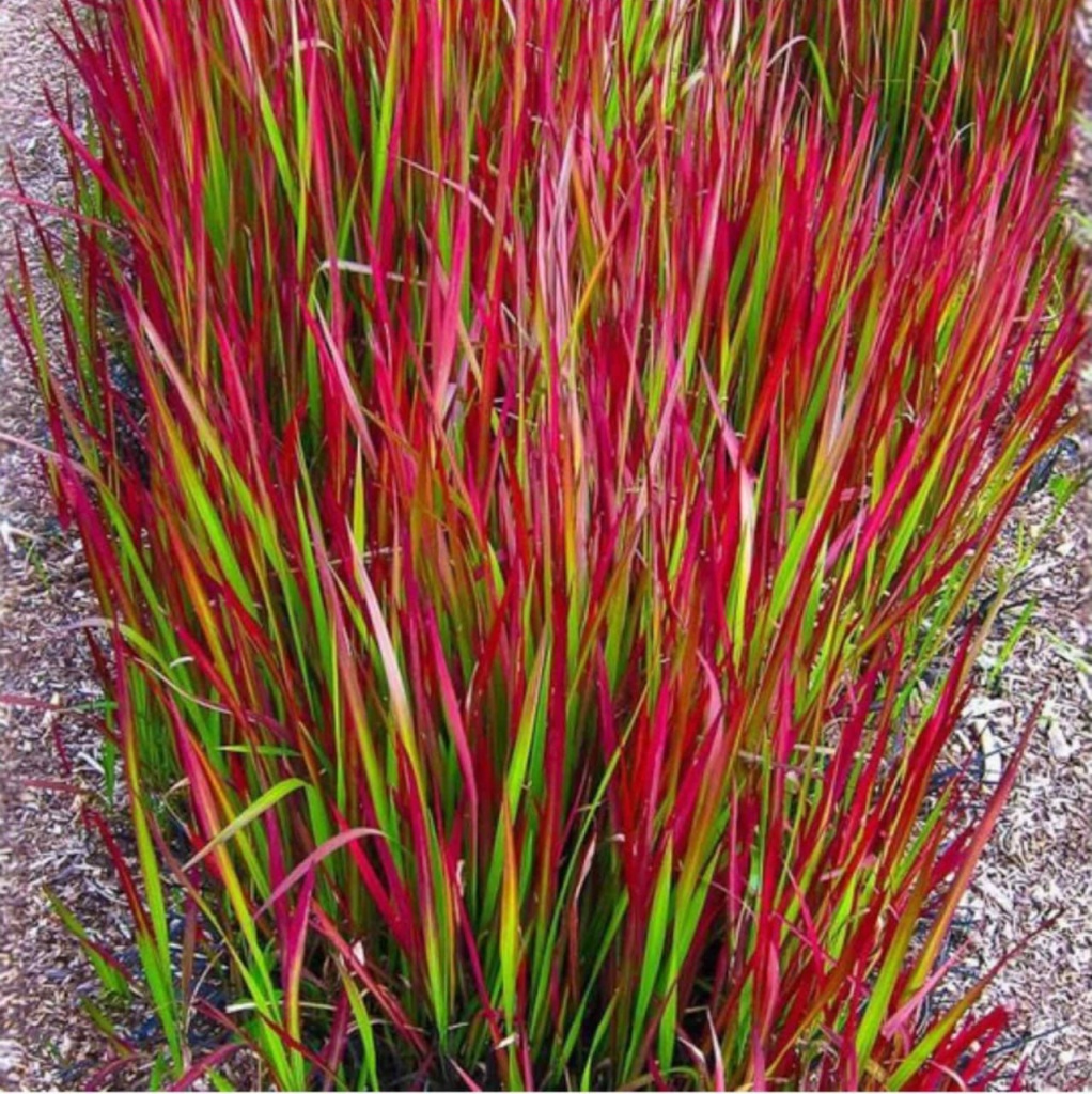 Императа Ред Барон