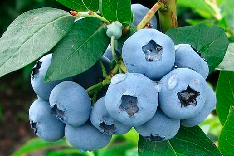 Голубика Блюголд