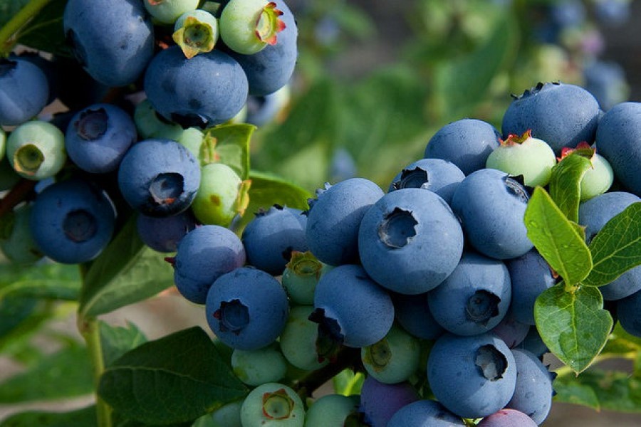 Голубика Патриот