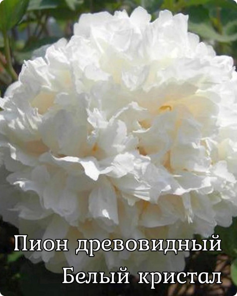 Пион древовидный Белый кристалл