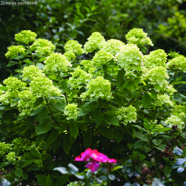 Гортензия метельчатая Литл Лайм