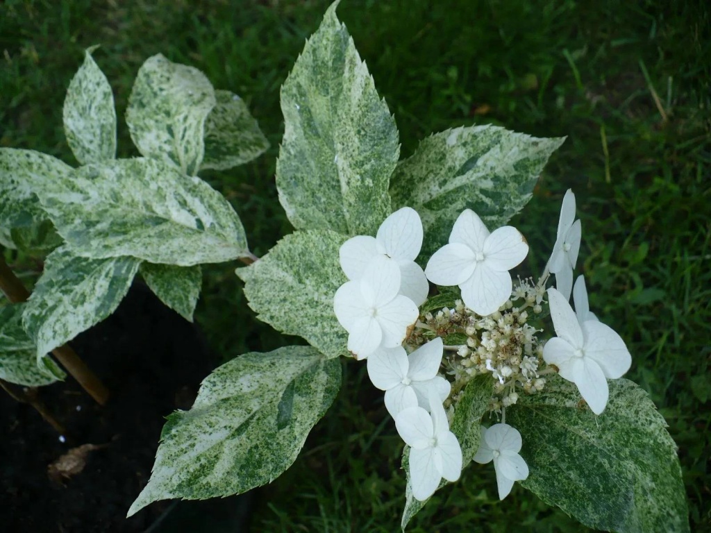 Гортензия метельчатая Шикоку Флеш 