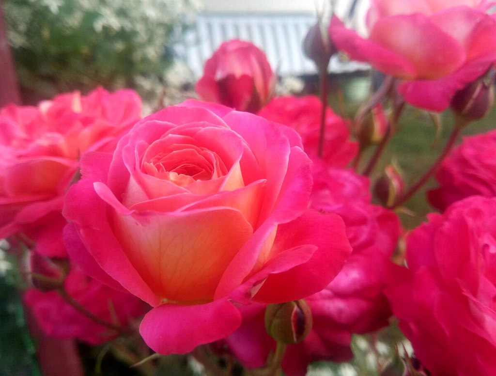 Роза флорибунда Шанти