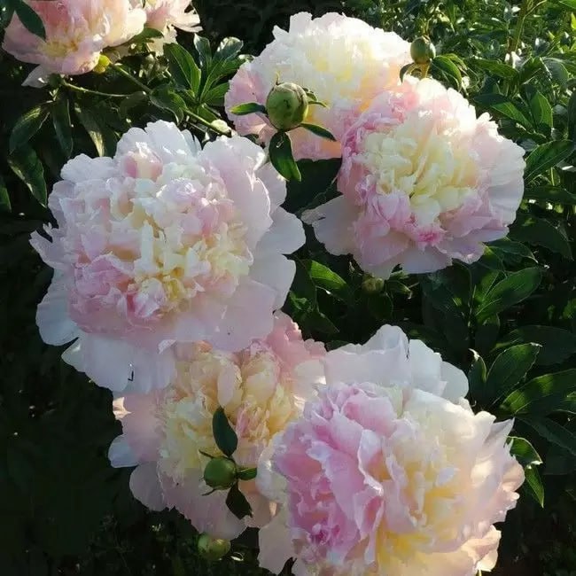 Пион Рэспберри Сандае