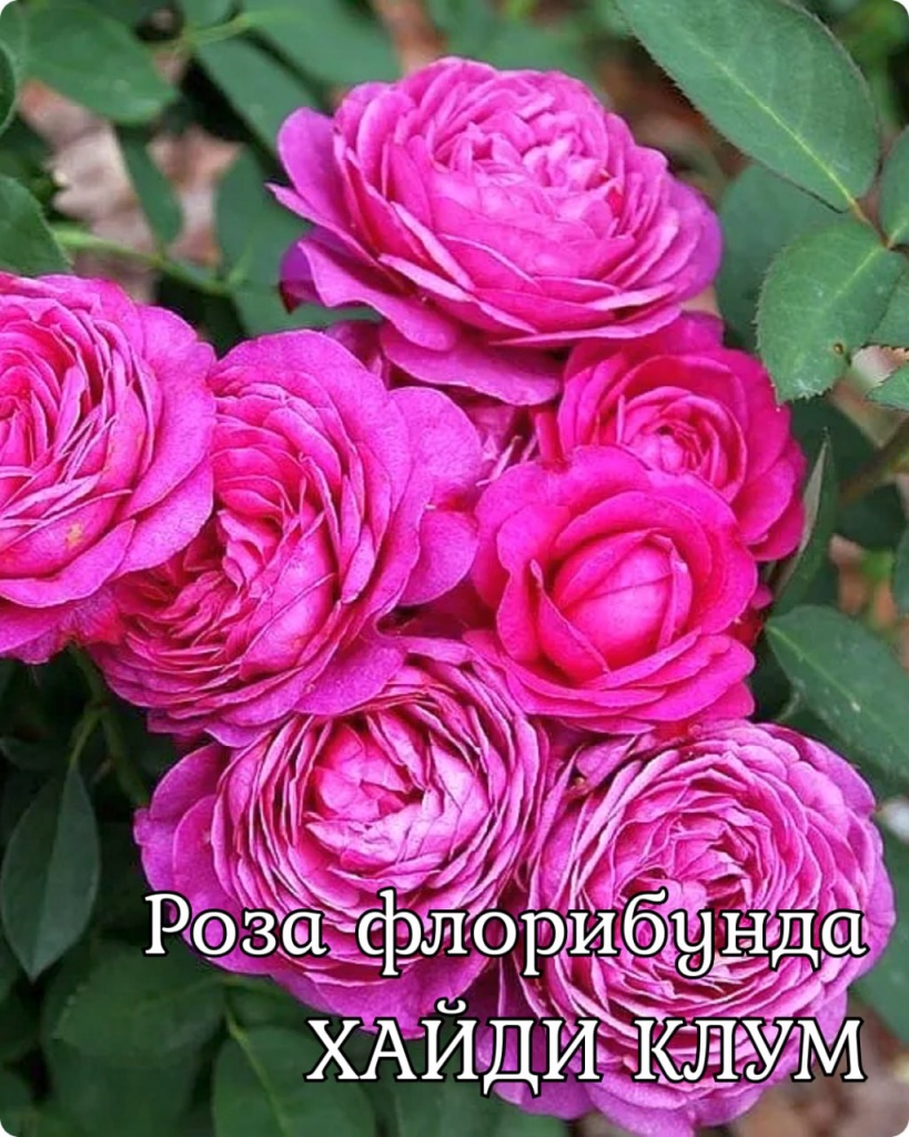 Роза флорибунда Хайди Клум