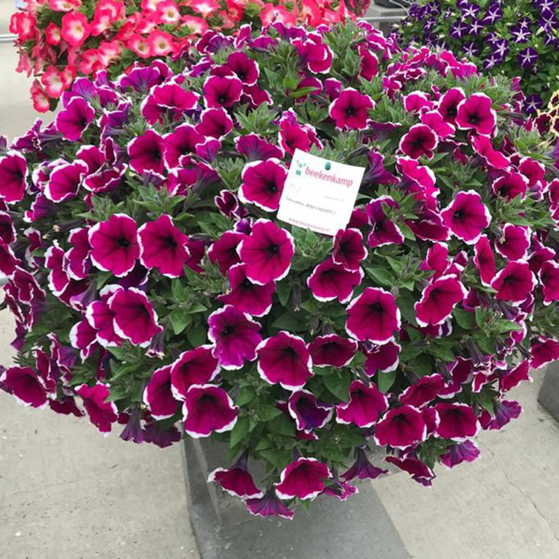 Потуния "Kaskadias Rim Cherry"