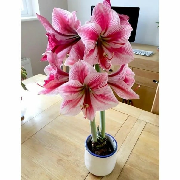 Амариллис Гервазе