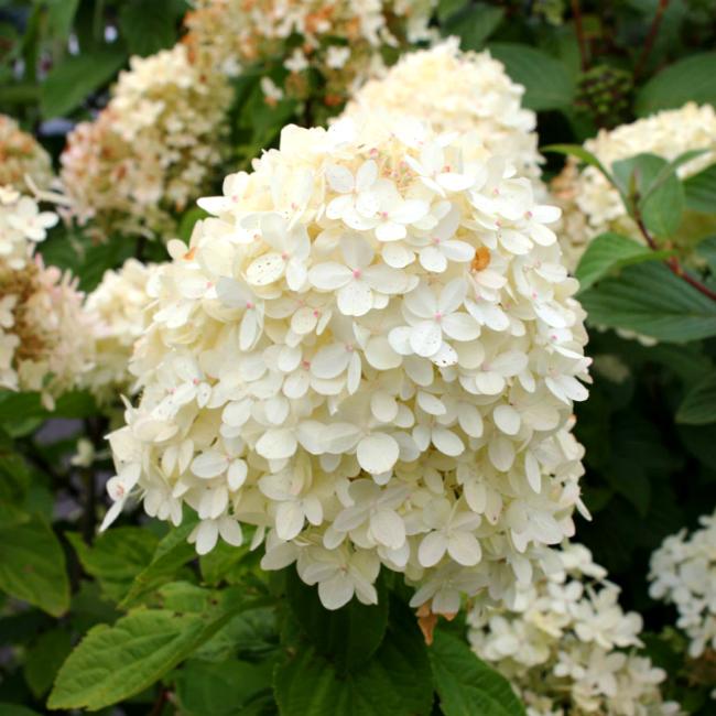 Гортензия метельчатая Cotton Cream 
