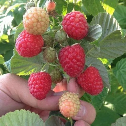 Малина ремонтантная Зюгана