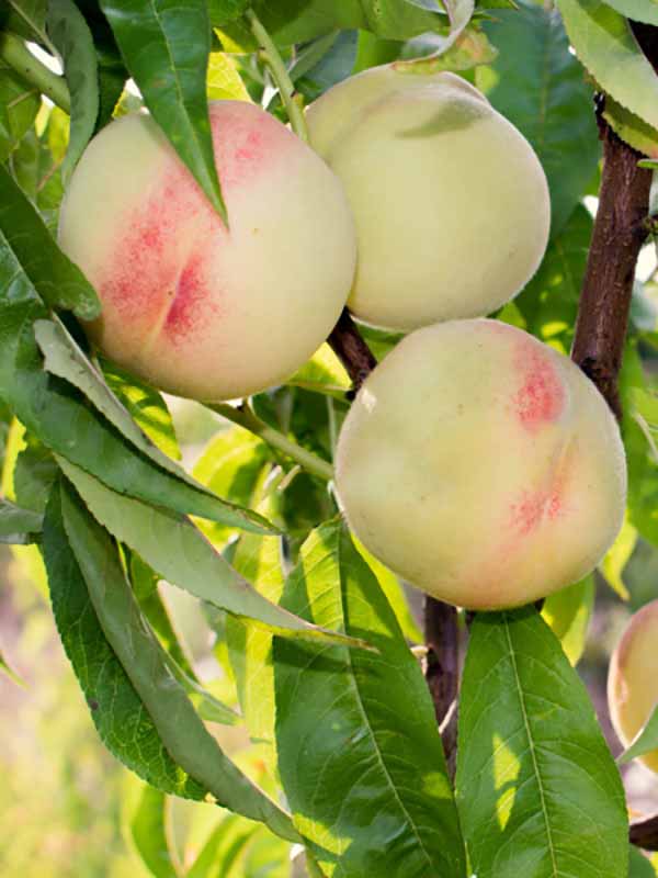 Саженцы персика «Донецкий белый»