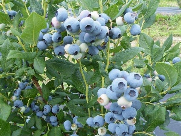 Голубика Элизабет