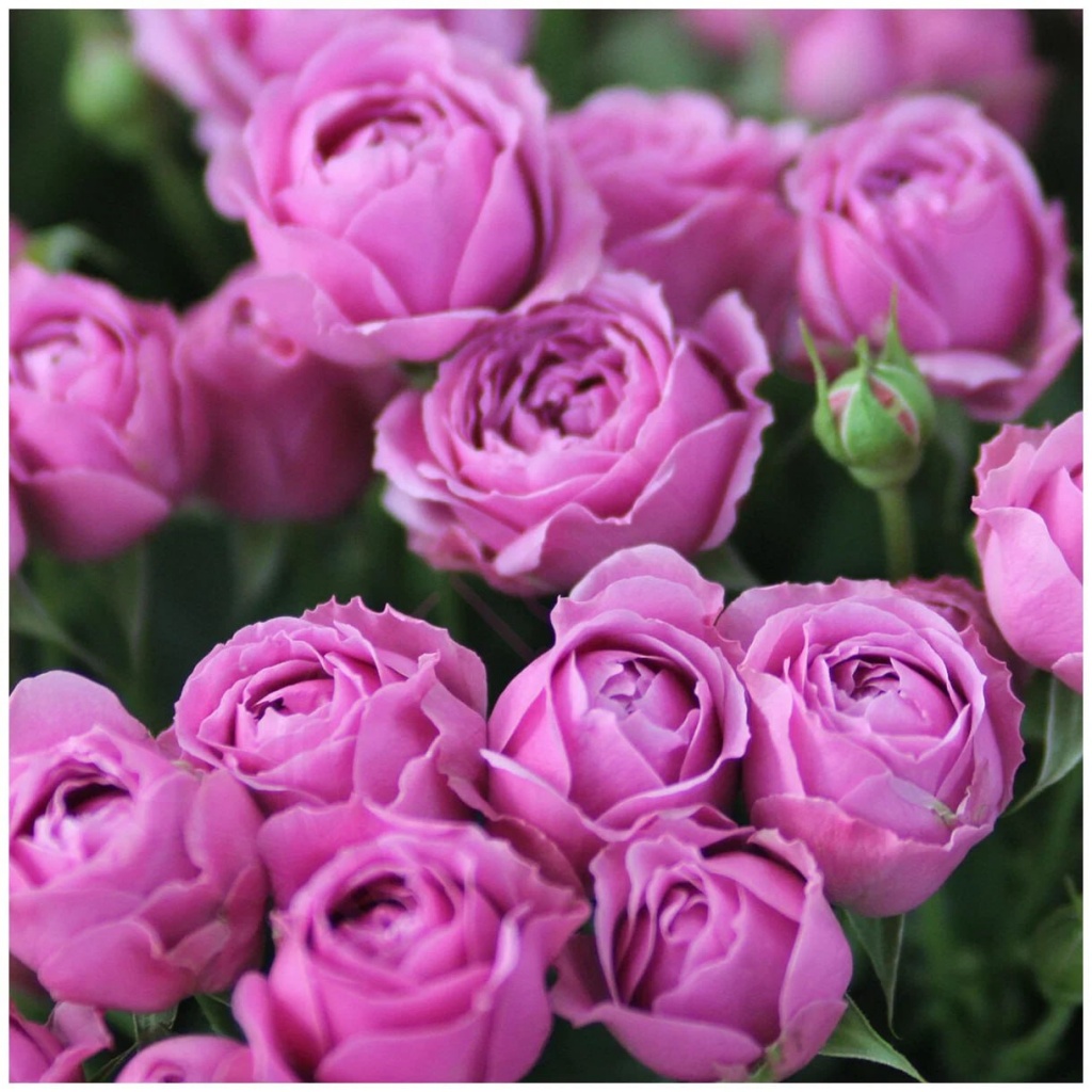 Роза спрей Мисти Баблс