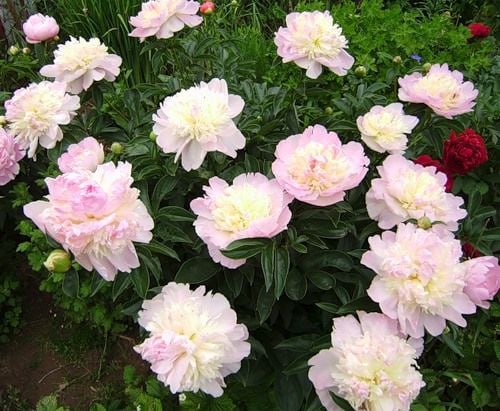 Пион Робайн