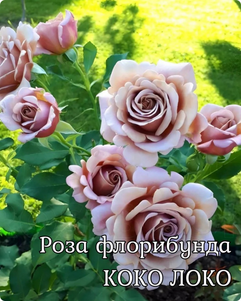 Роза флорибунда Коко Локо