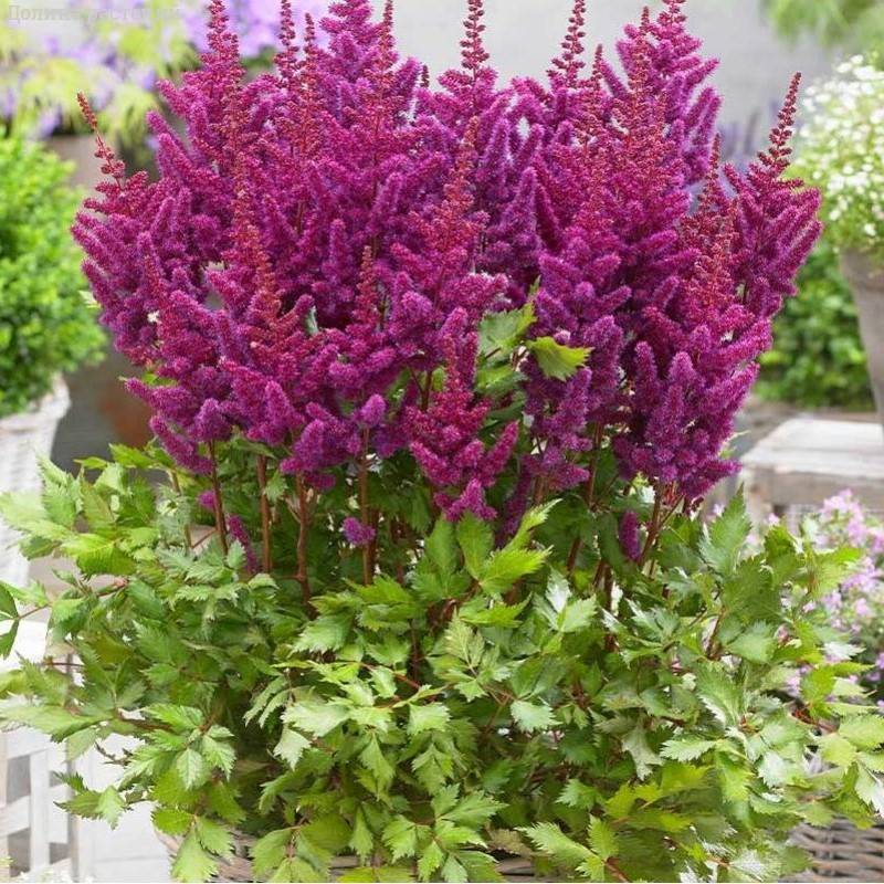 Астильба Литл Вижн ин Перпл