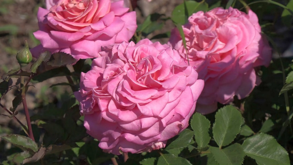 Роза чайно-гибридная Эшли