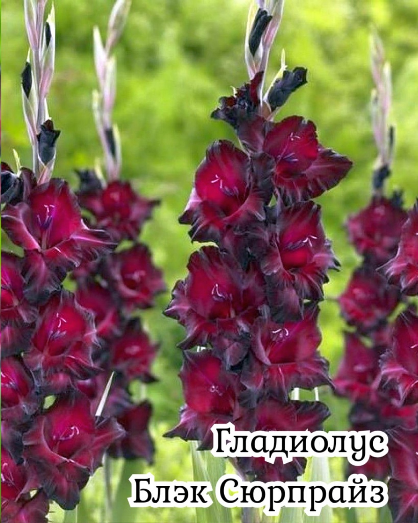 Гладиолус Блэк Сюрпрайз