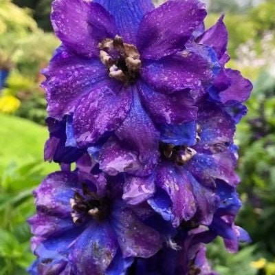 Дельфиниум Дарк Блю Блэк Би