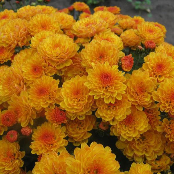 Хризантема Gigi Gold