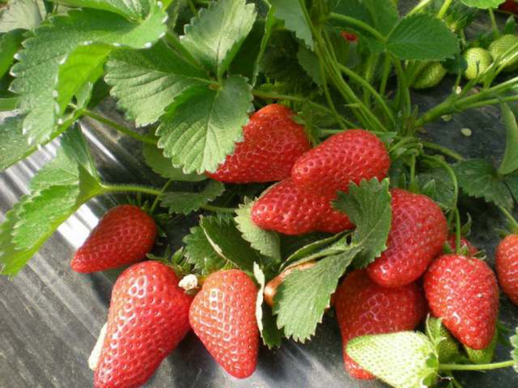 Лекция «Выращивание клубники. 2 литра с куста»