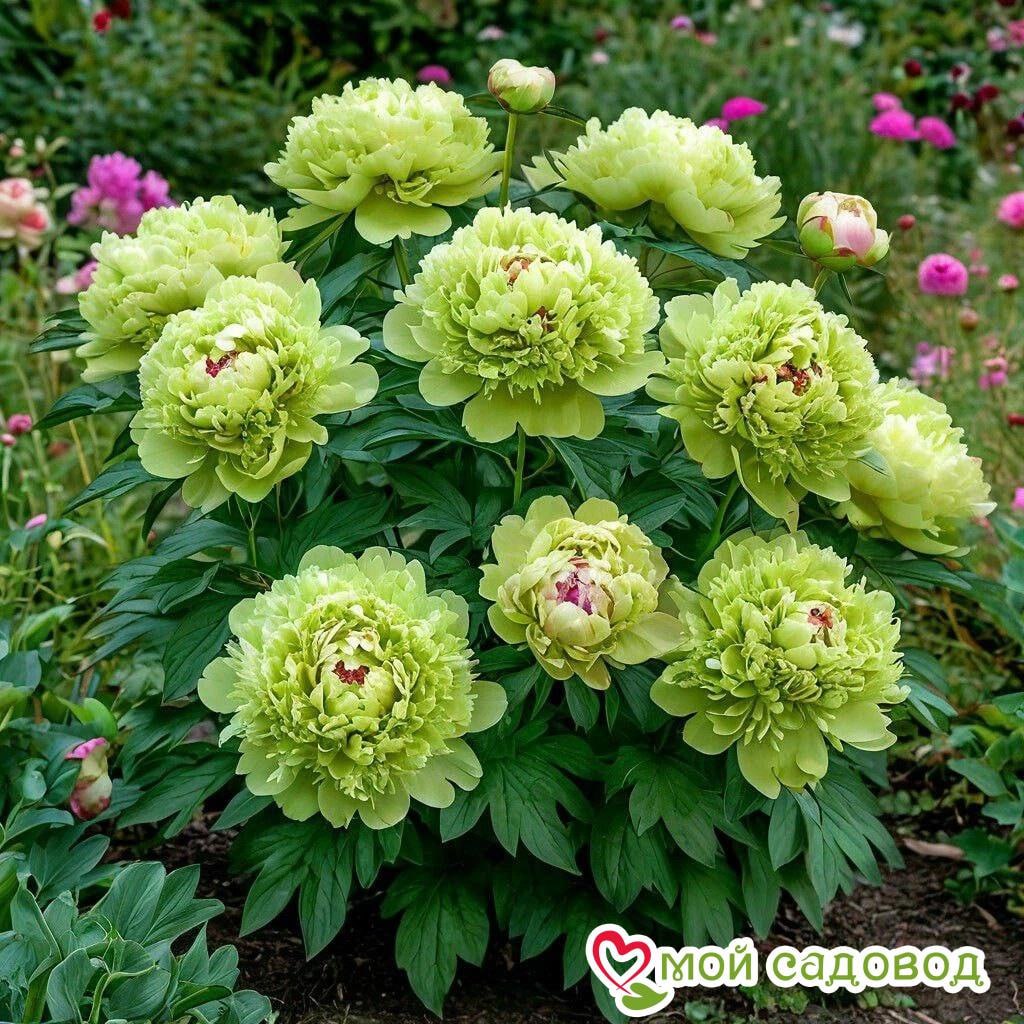 Пион древовидный (привитый на пион травянистый) Зеленые бобы 