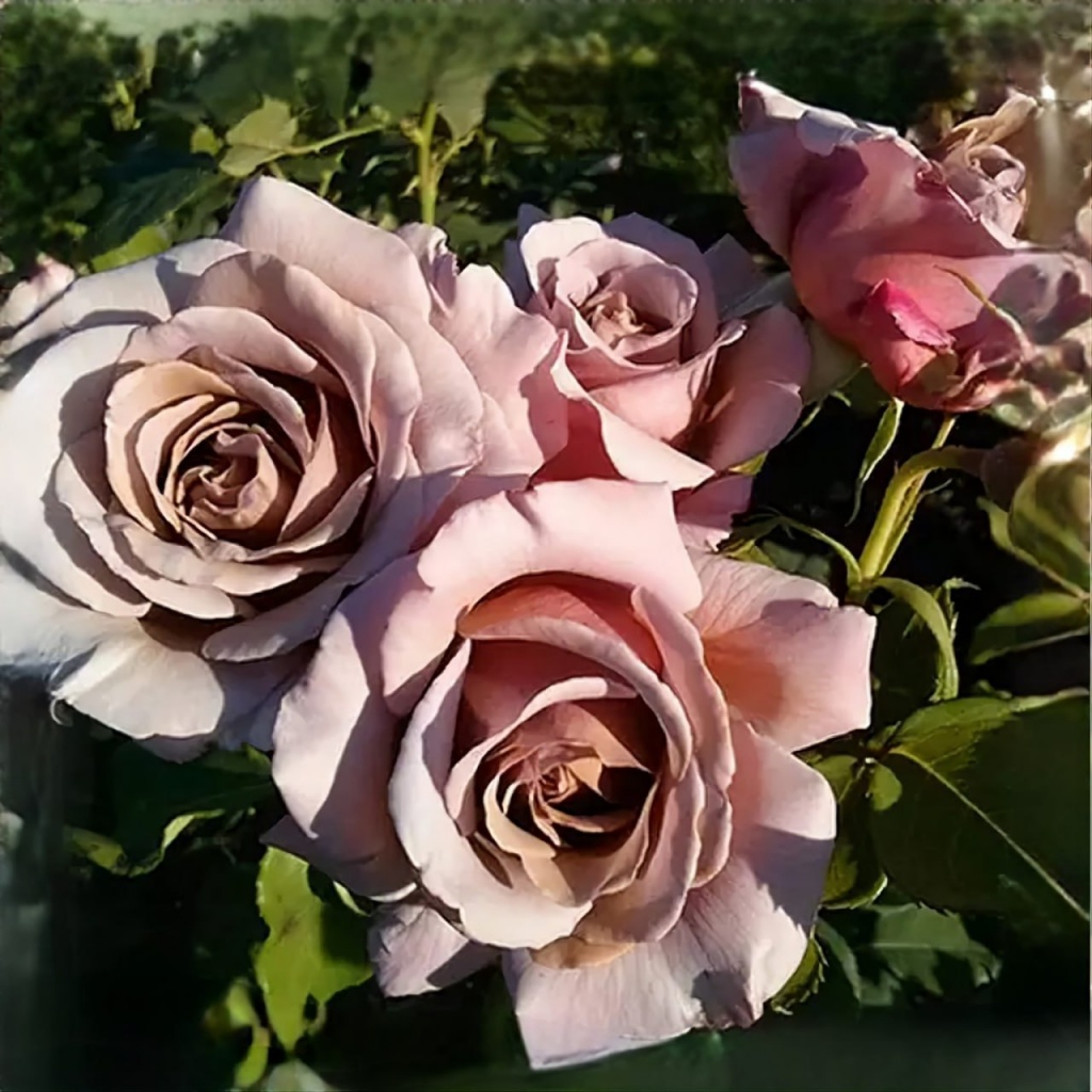 Роза флорибунда Коко Локо