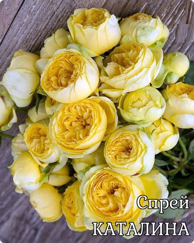 Роза Каталина