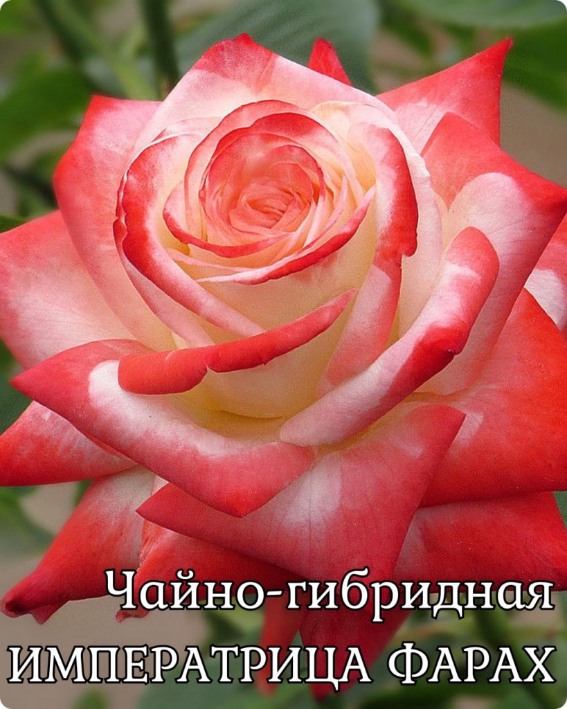 Роза чайно-гибридная Императрица Фарах