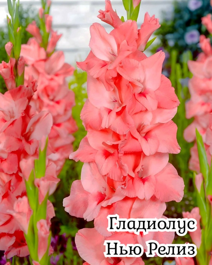 Гладиолус Нью Релиз