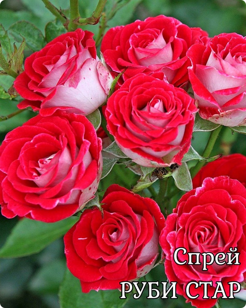 Роза спрей Руби Стар