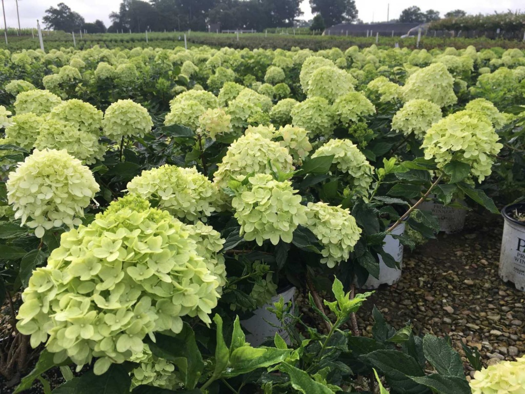 Гортензия метельчатая Мэджикал Лайм Спаркл