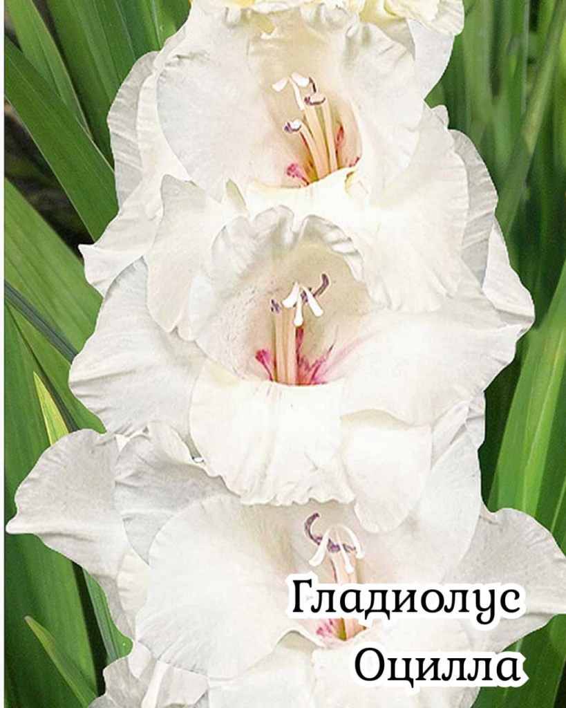 Гладиолус Оцилла