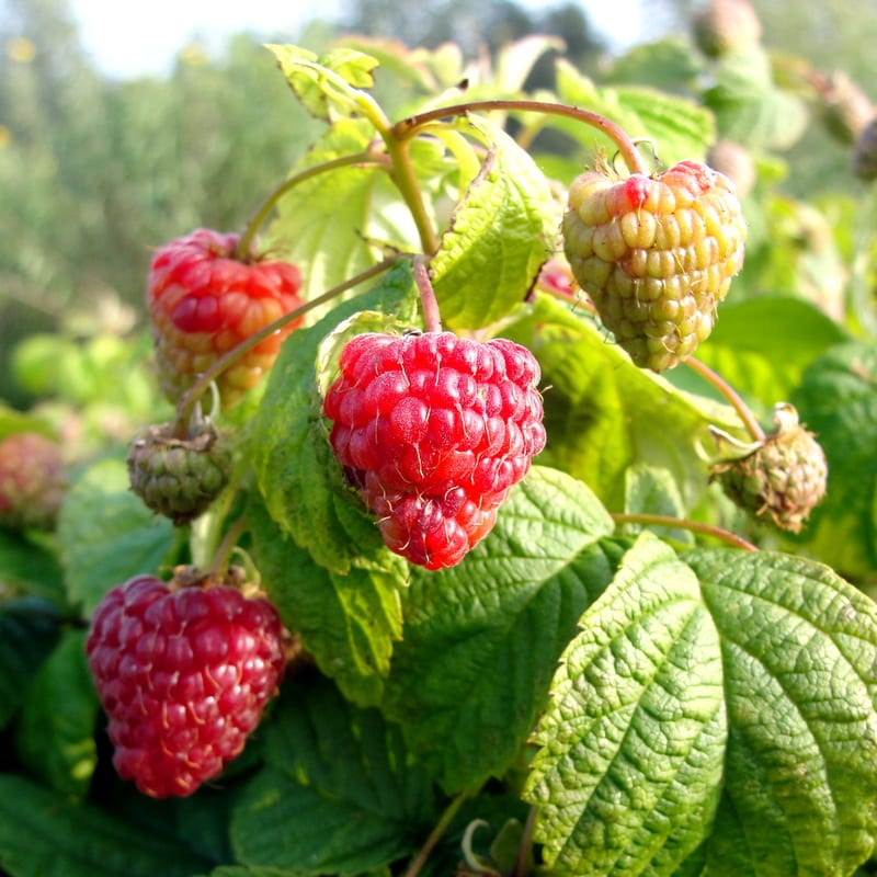  Малина Бон Бон Берри 